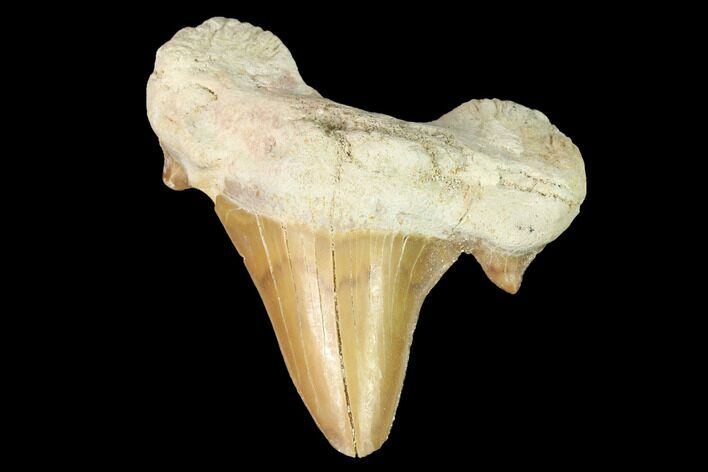 Fossil Shark Tooth (Otodus) - Morocco #143107